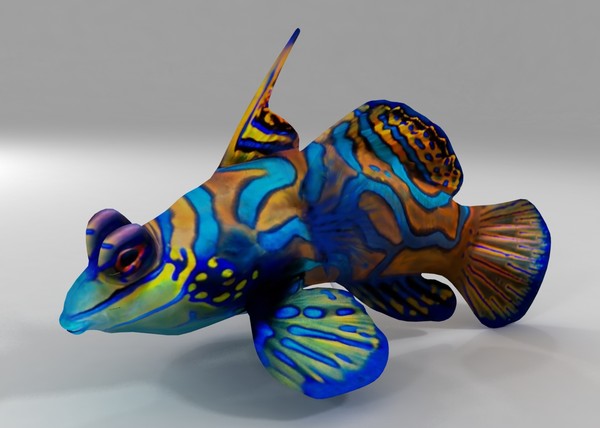 mandarin fish synchiropus splendidus 3d model - Mandarin FIsh Synchiropus splendidus by 3dsam79
